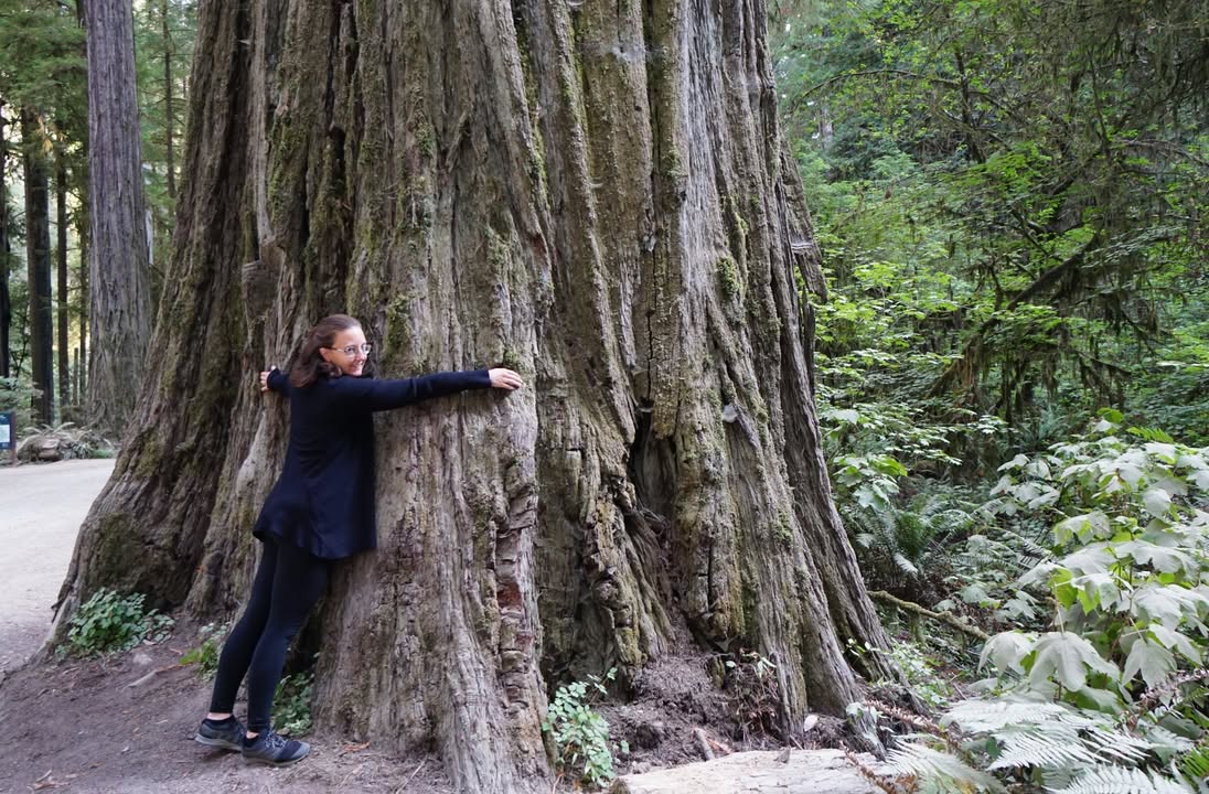 Grove of the Titans Trail