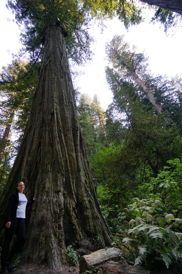 Grove of the Titans Trail