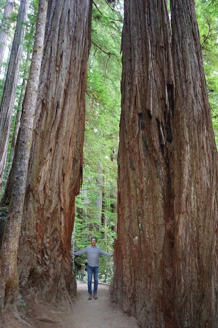 Grove of the Titans Trail