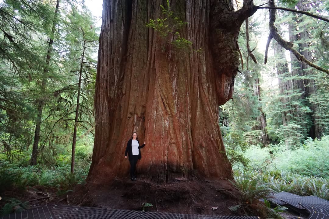 Redwood National Park, CA