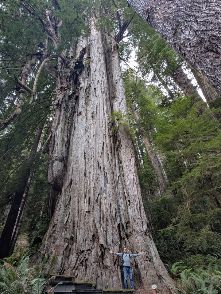 Grove of the Titans Trail