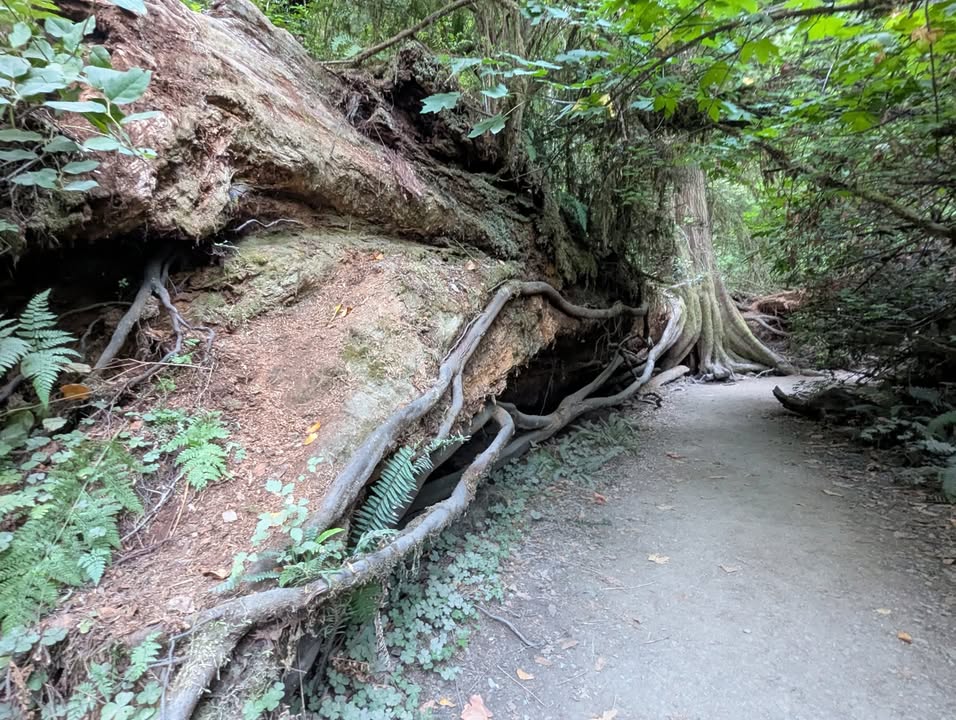 Grove of the Titans Trail