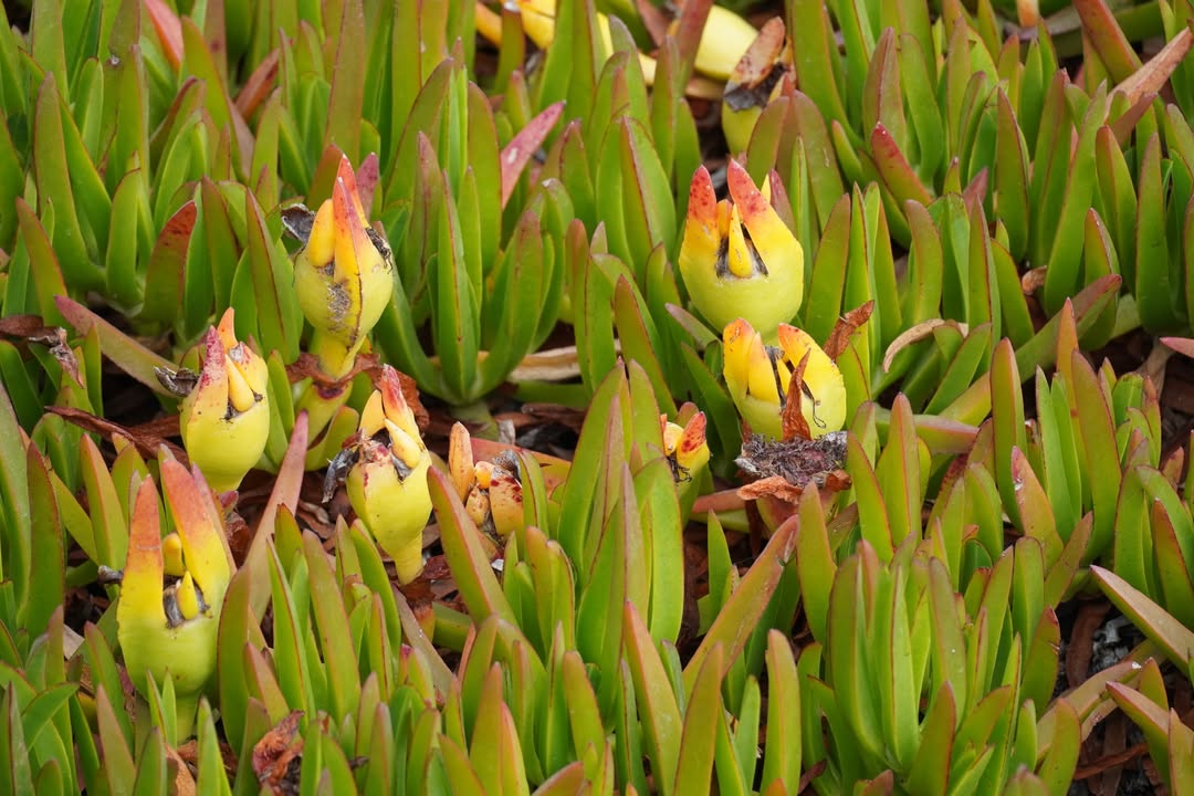 Iceplant, an invasive succulent along the California coast