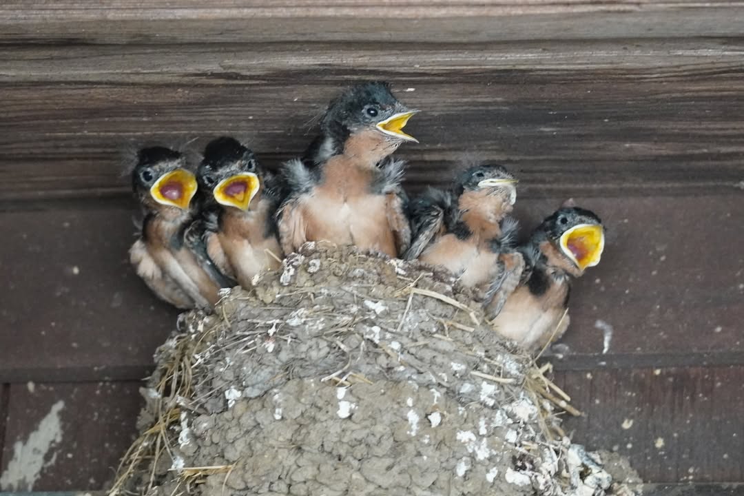 Juvenile Swallows