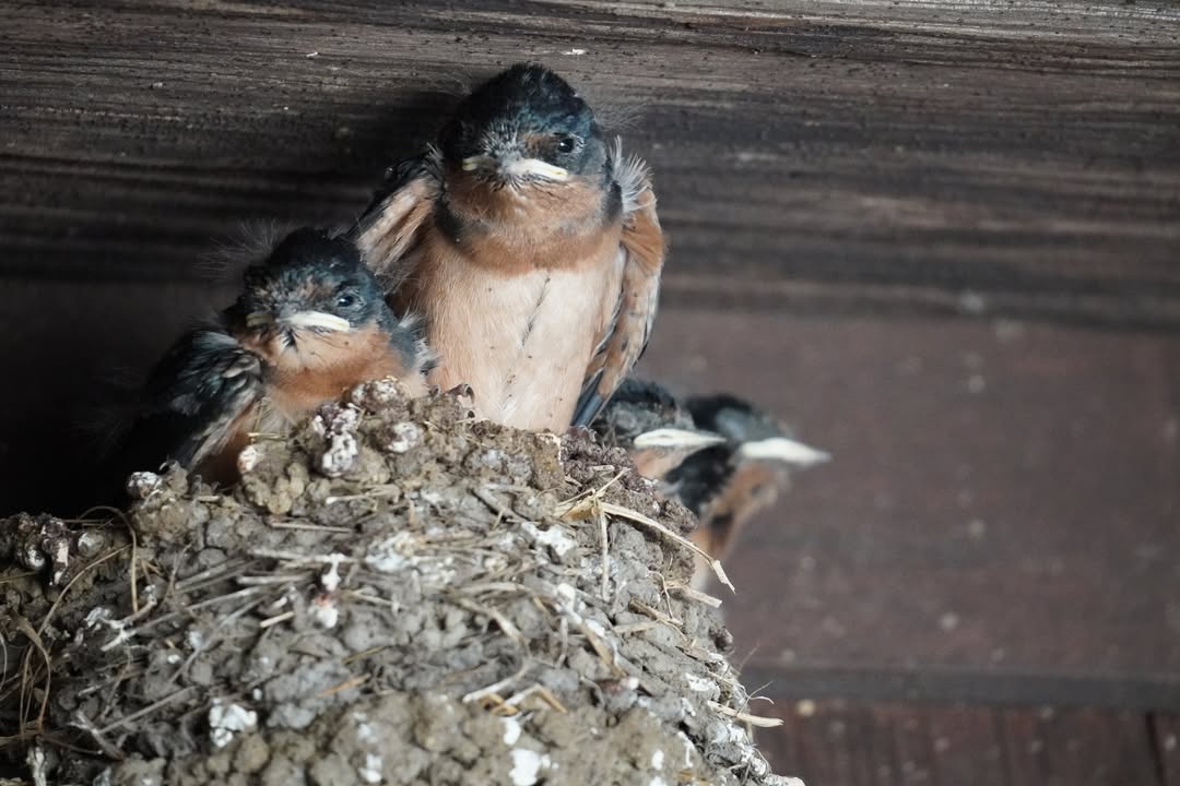 Juvenile Swallows