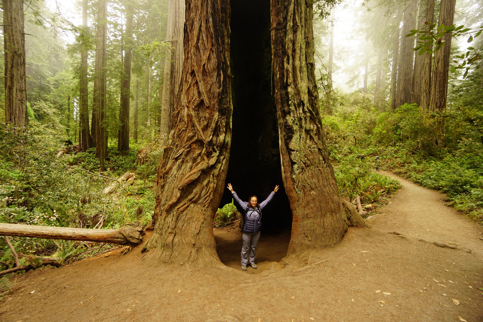 Redwood National Park, CA