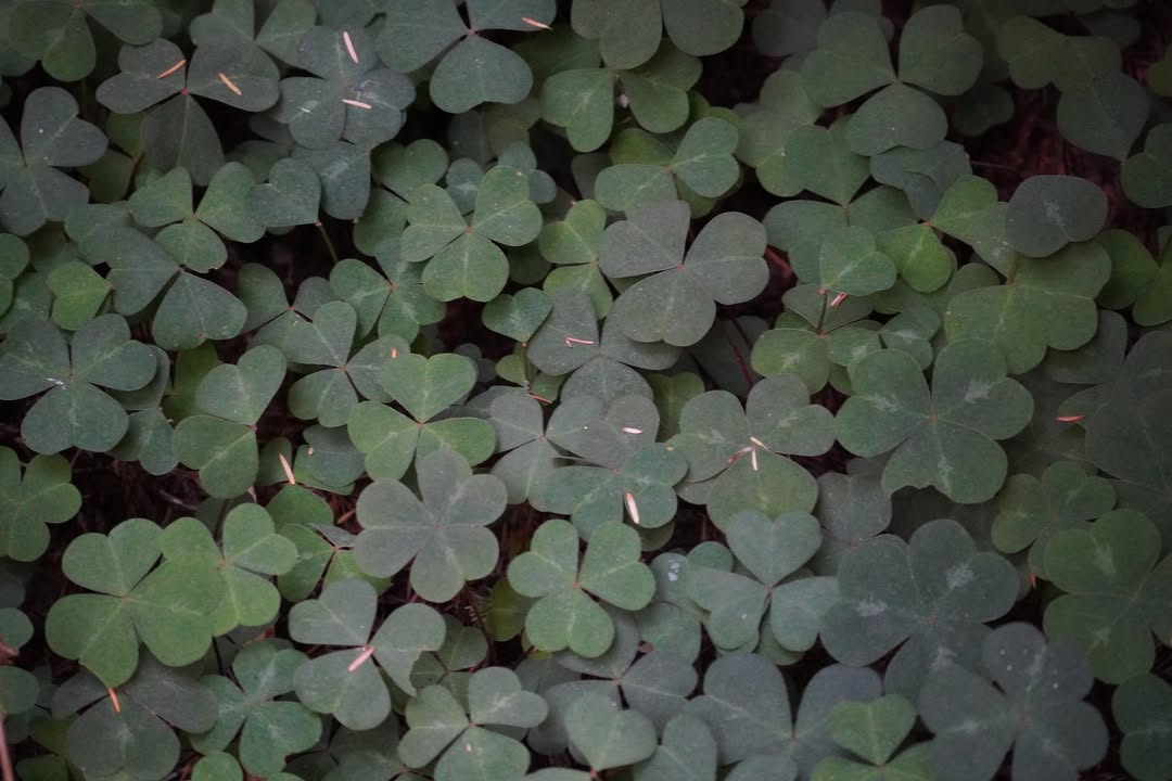 Redwood Sorrel on Grove of the Titans Trail