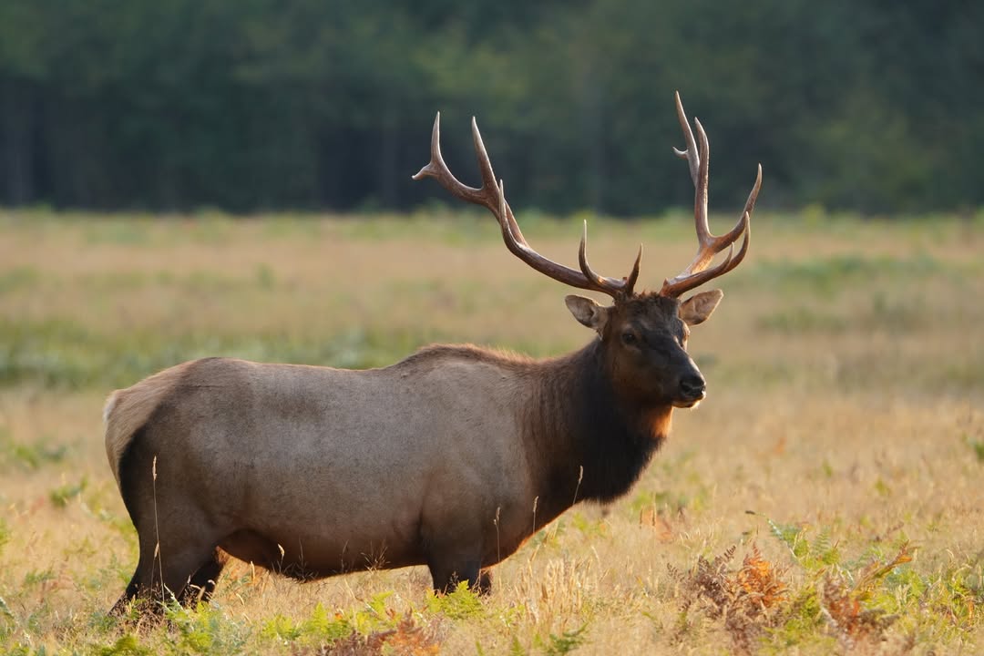 Redwood National Park, CA