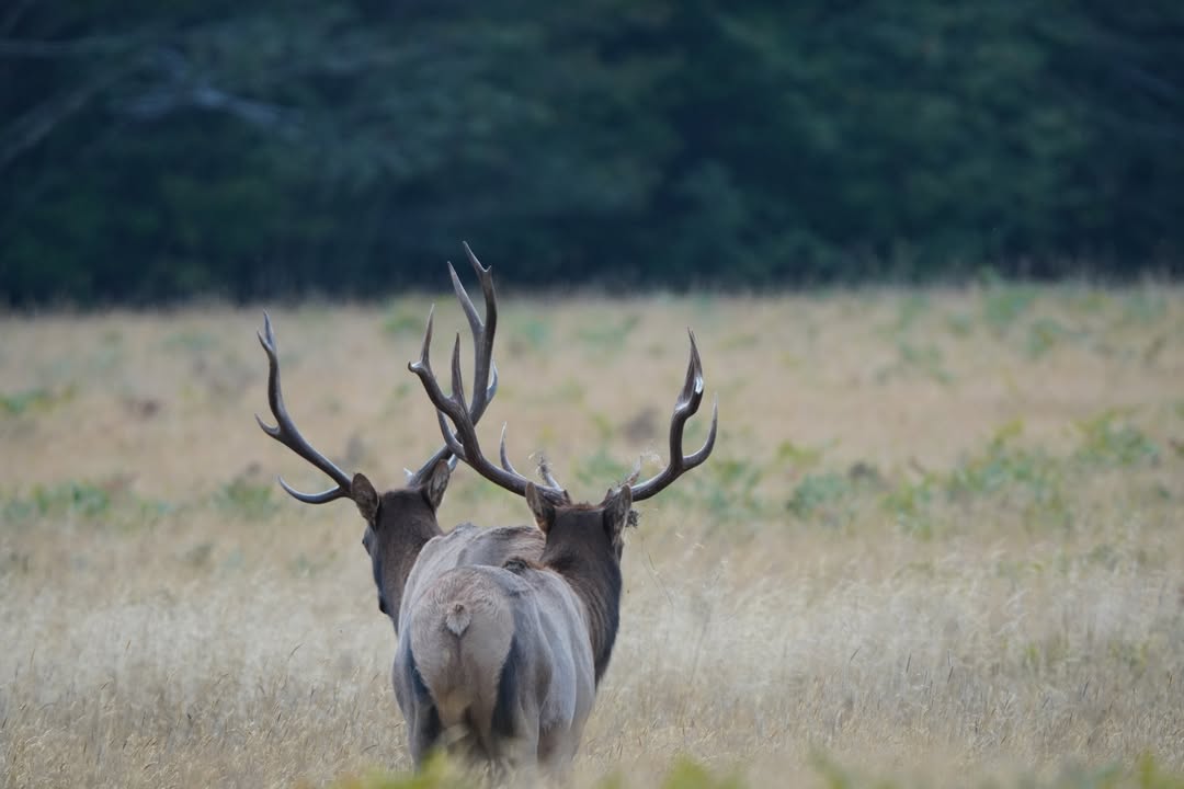 Roosevelt Elk