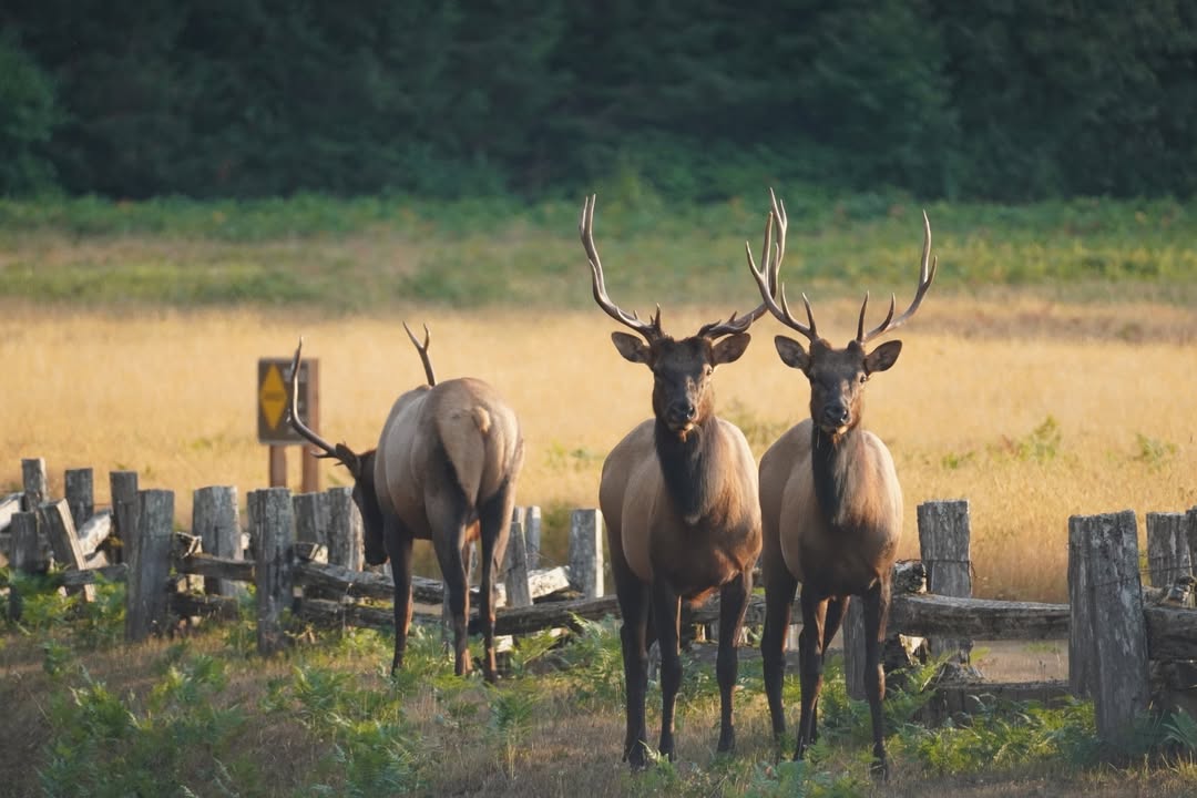 Roosevelt Elk at Prairie Creek