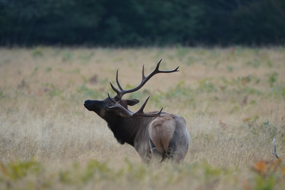 Roosevelt Elk booty scratch
