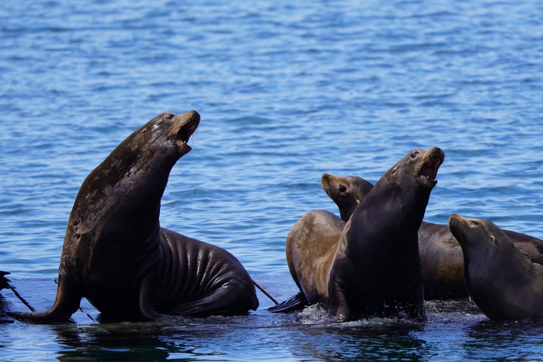 Redwood National Park, CA