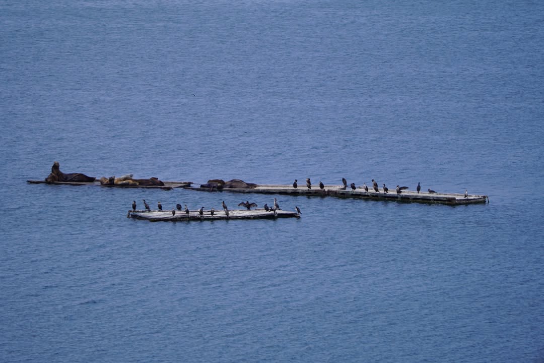 Sea Lions at Crescent City Harbor