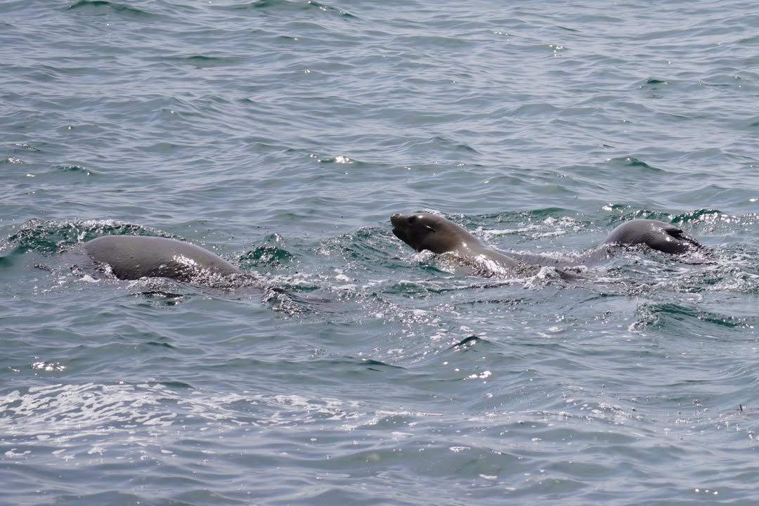 Sea Lions by the Crescent City Jetty