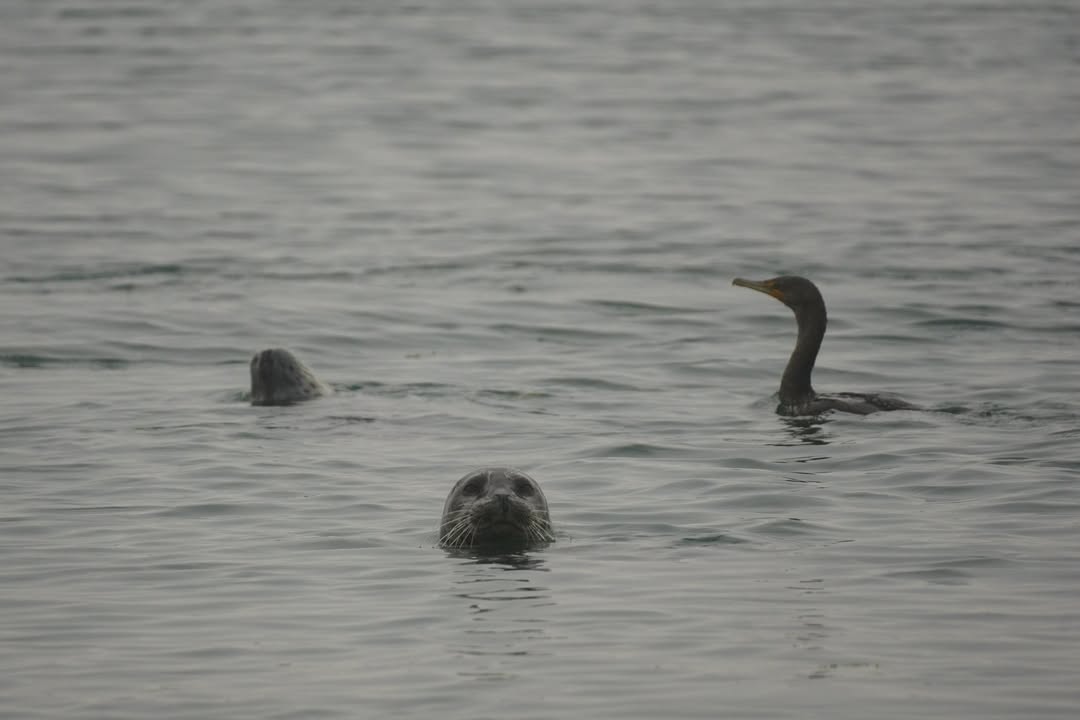 Seal and Cormorant at Mouth of Smith River