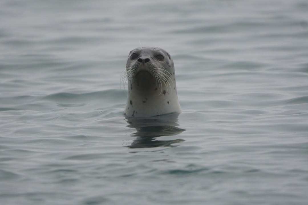 Seal at Mouth of Smith River