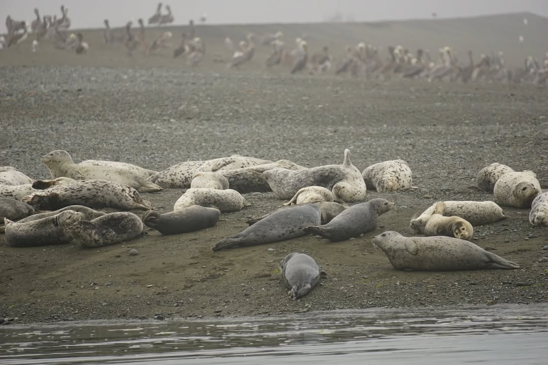 Seals at Mouth of Smith River