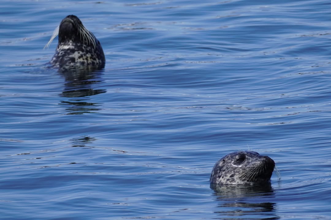 Seals at the Crescent City Marina