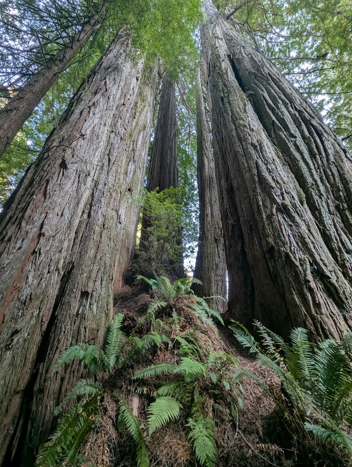 Throwback to Grove of the Titans two days prior— An example of the redwood “family rings”