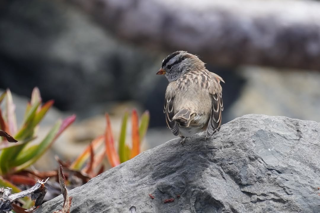 White-crowned Sparrow at Crescent City Marina