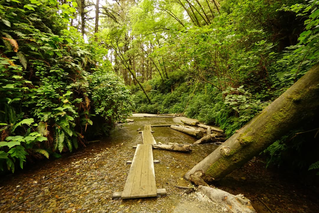 Redwoods National Park, CA