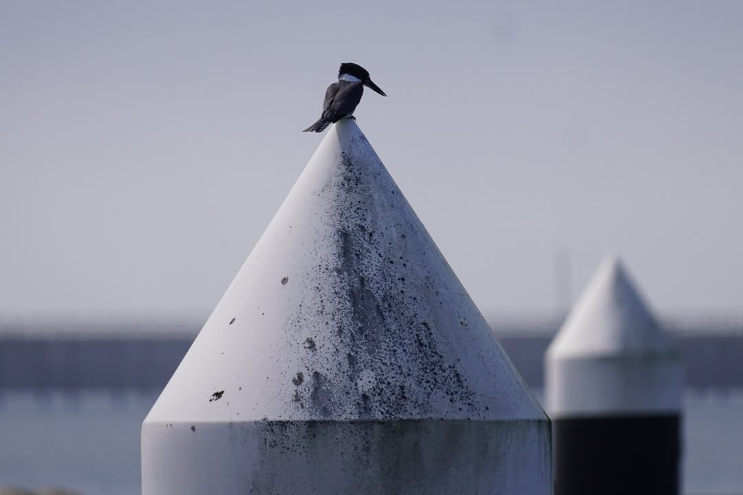 Belted Kingfisher at Crescent City Marina