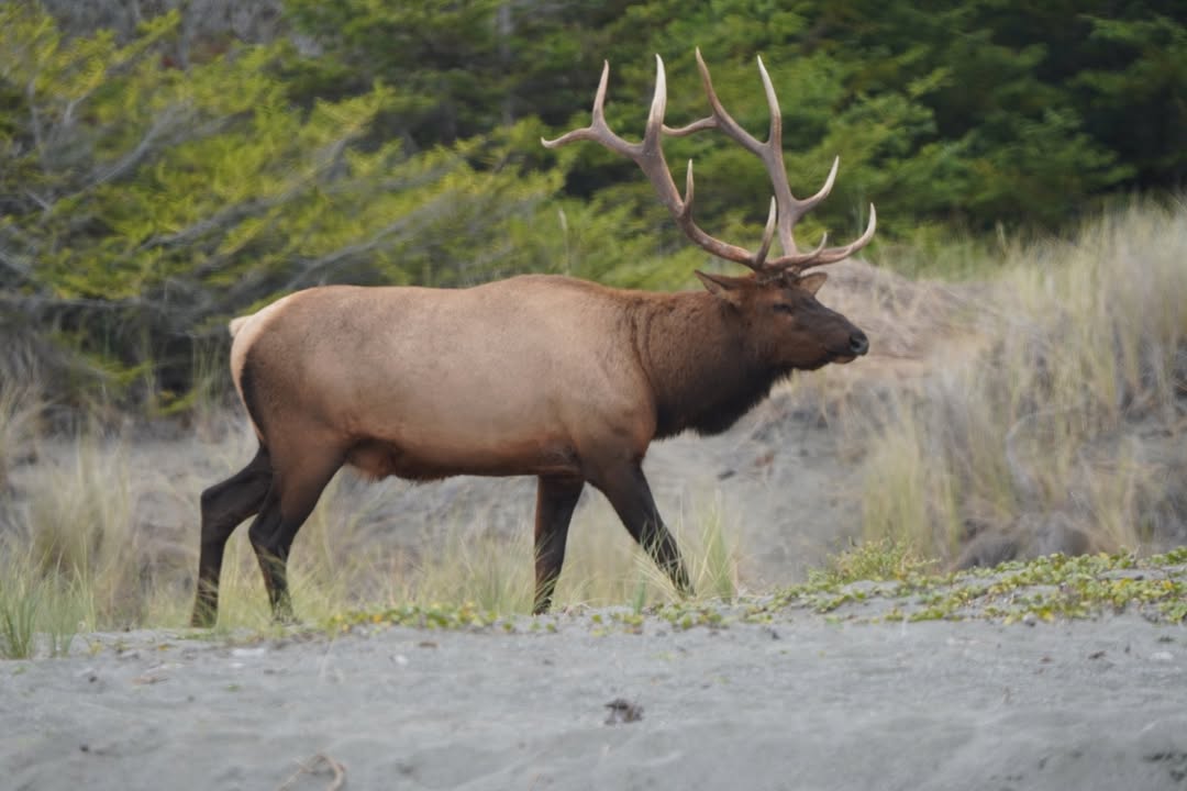 Bull Elk on Golds Bluff Beach