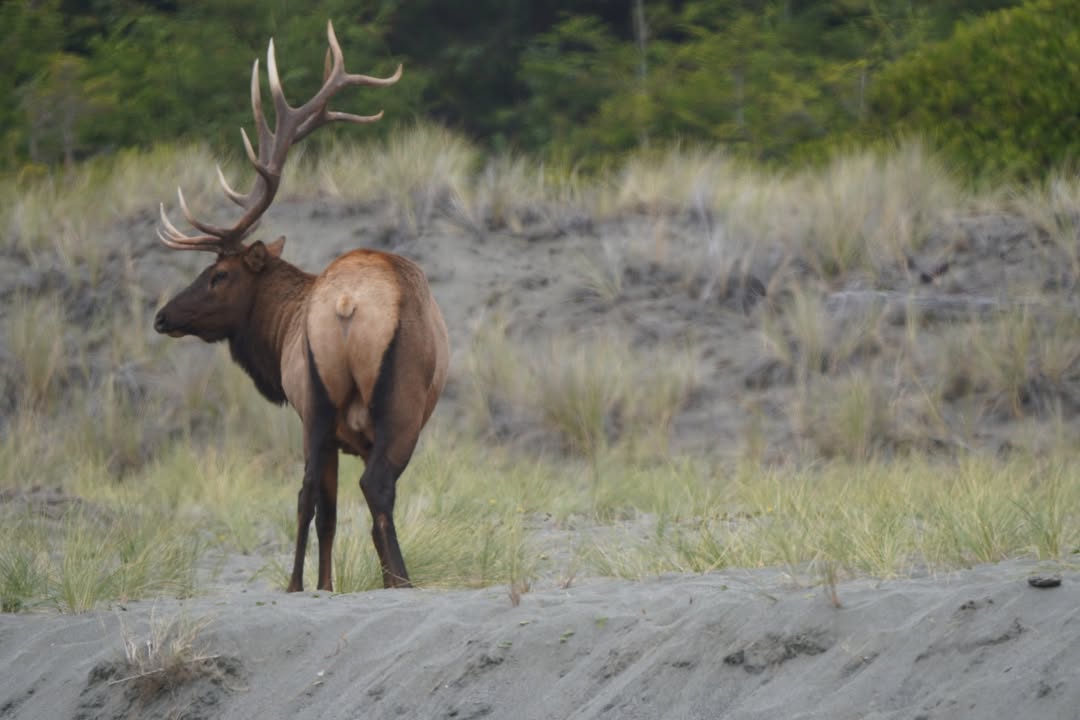Bull Elk on Golds Bluff Beach