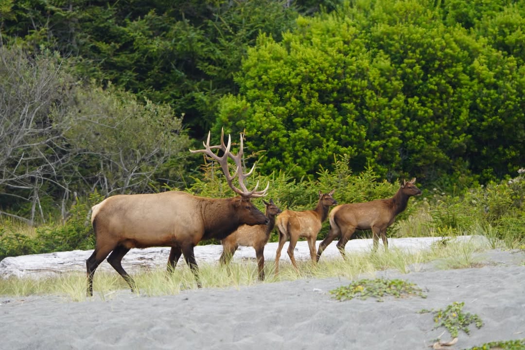 Bull Elk on Golds Bluff Beach