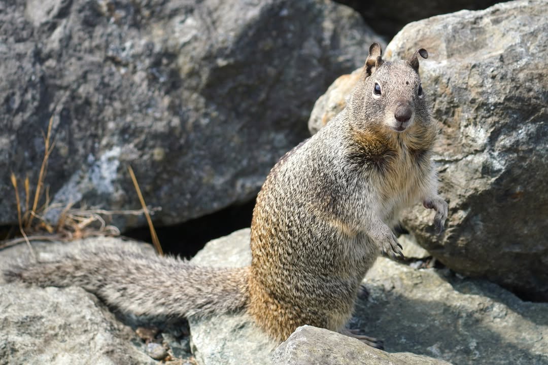 California ground squirrel at Crescent City Marina