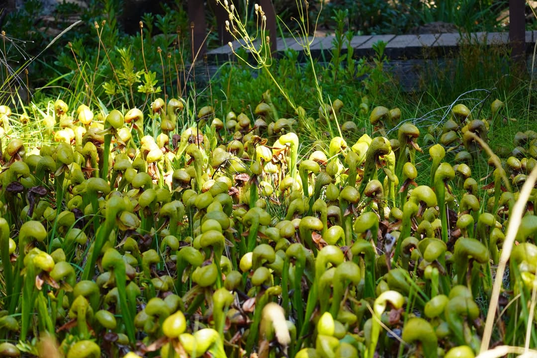 Redwoods National Park, CA