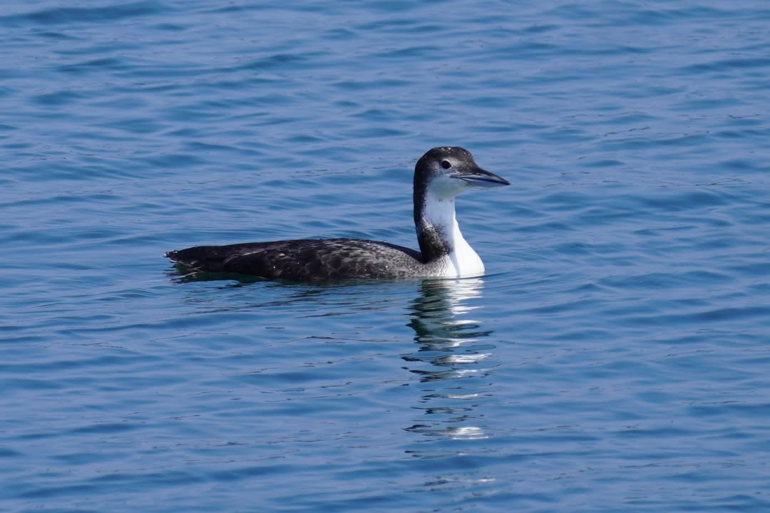 Common Loon near Crescent City Jetty