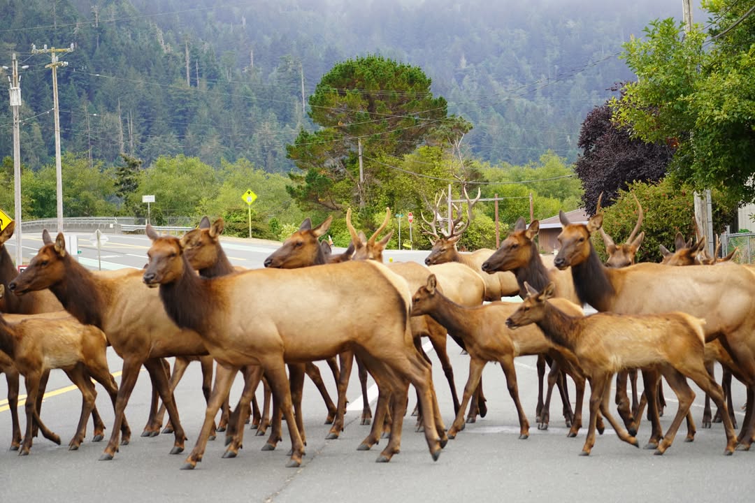 Elk in Orick