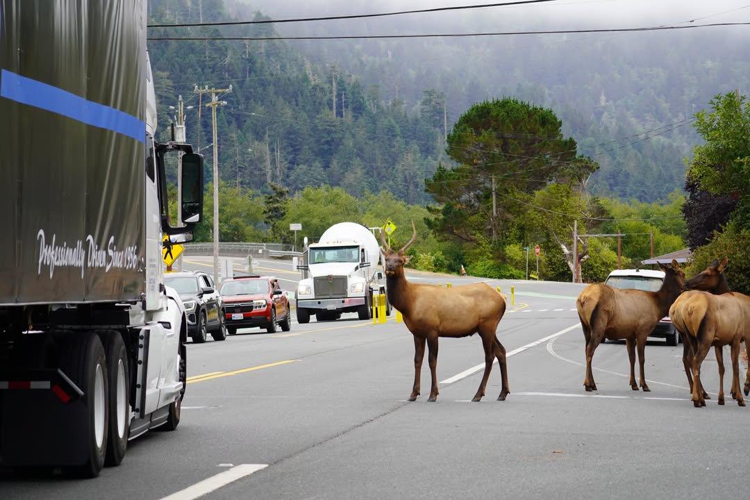 Elk in Orick