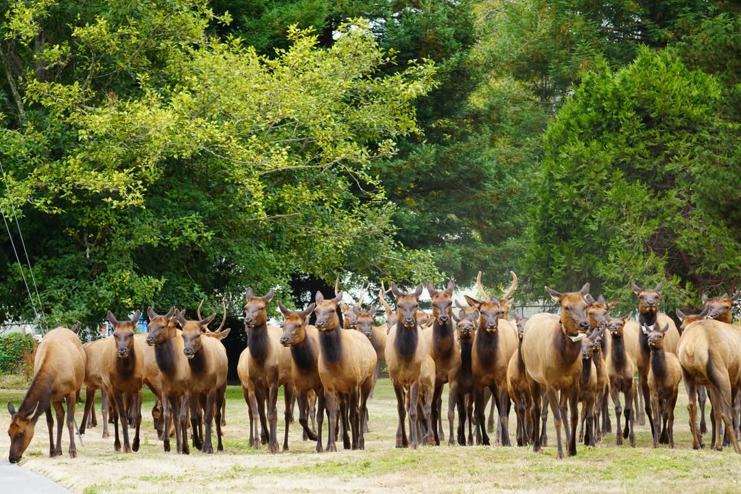 Elk in Orick