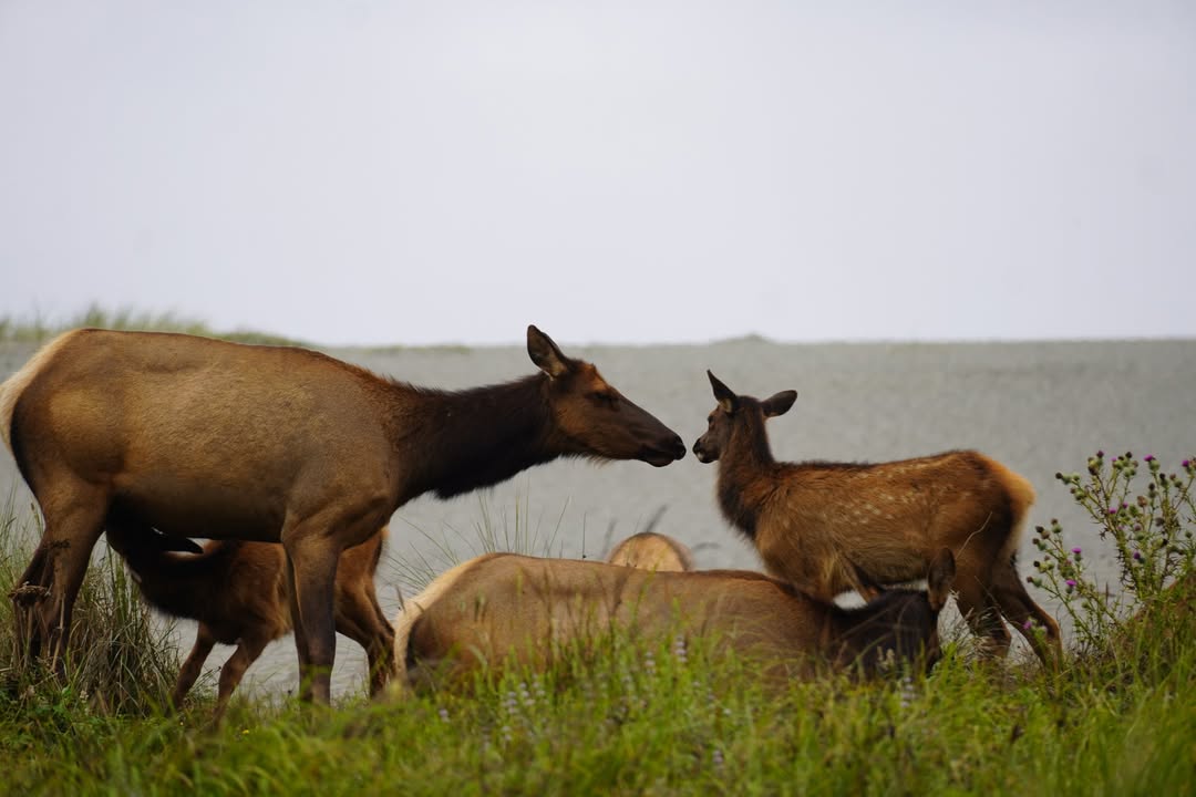 Elk on Golds Bluff Beach