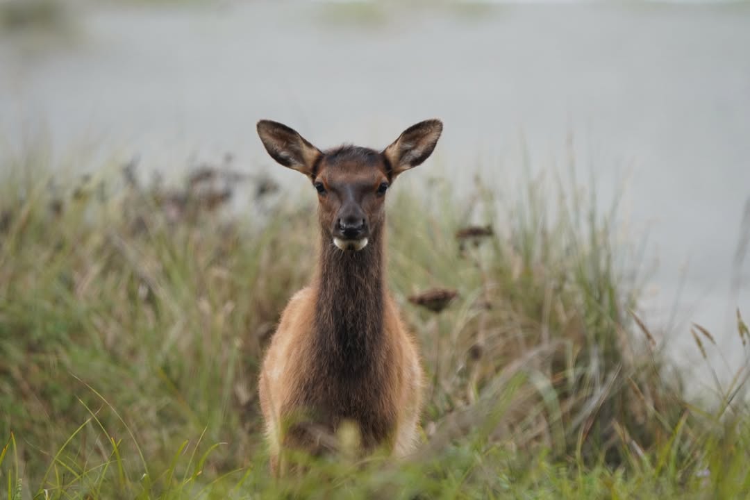Elk on Golds Bluff Beach