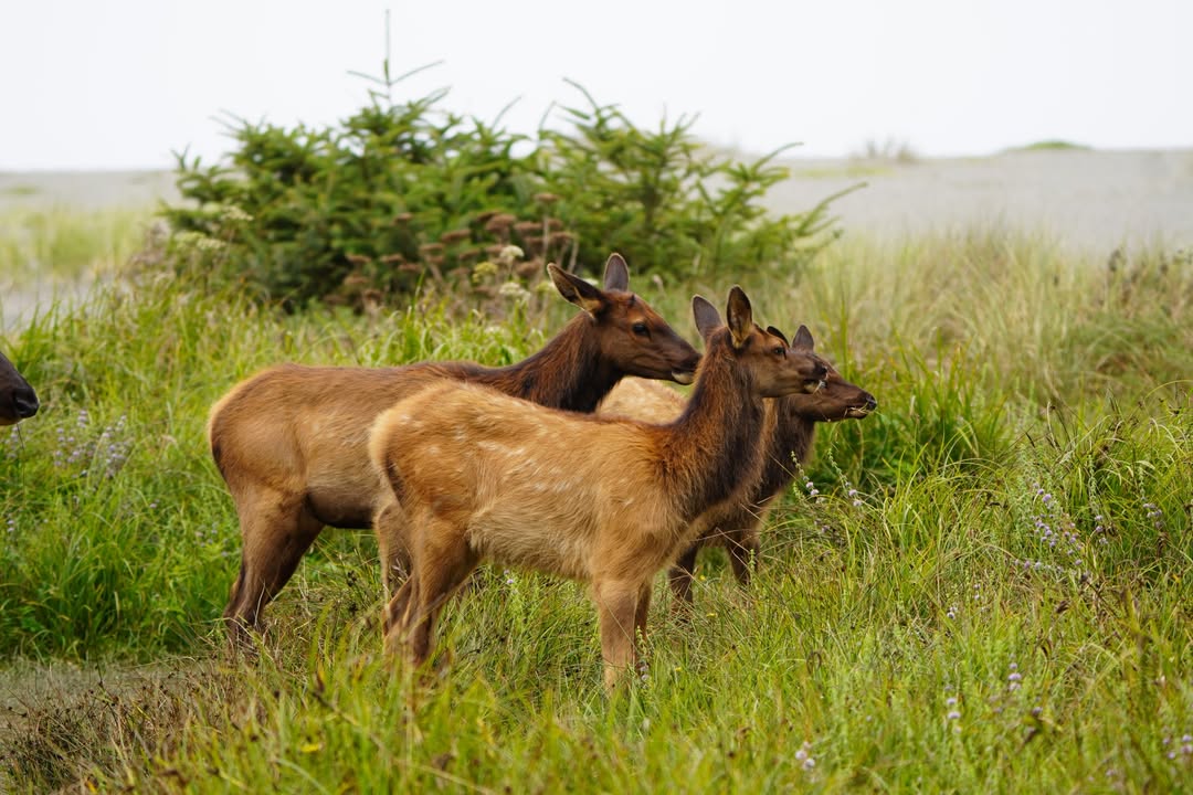 Elk on Golds Bluff Beach