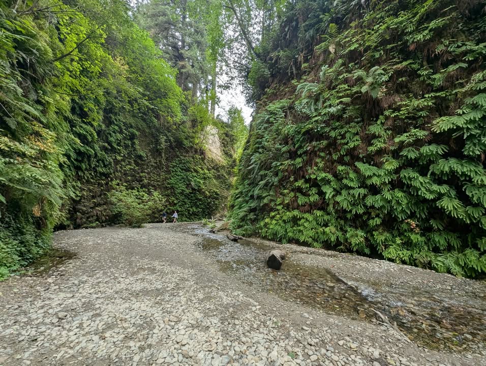 Fern Canyon