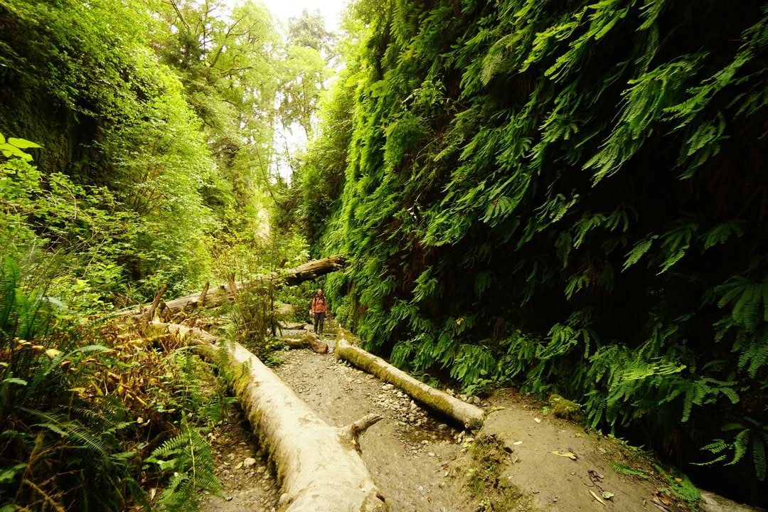 Fern Canyon