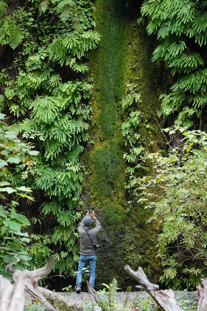 Fern Canyon