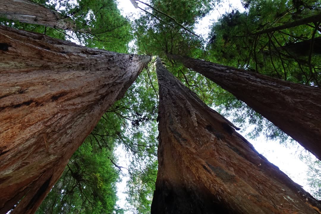 Grove of the Titans Trail