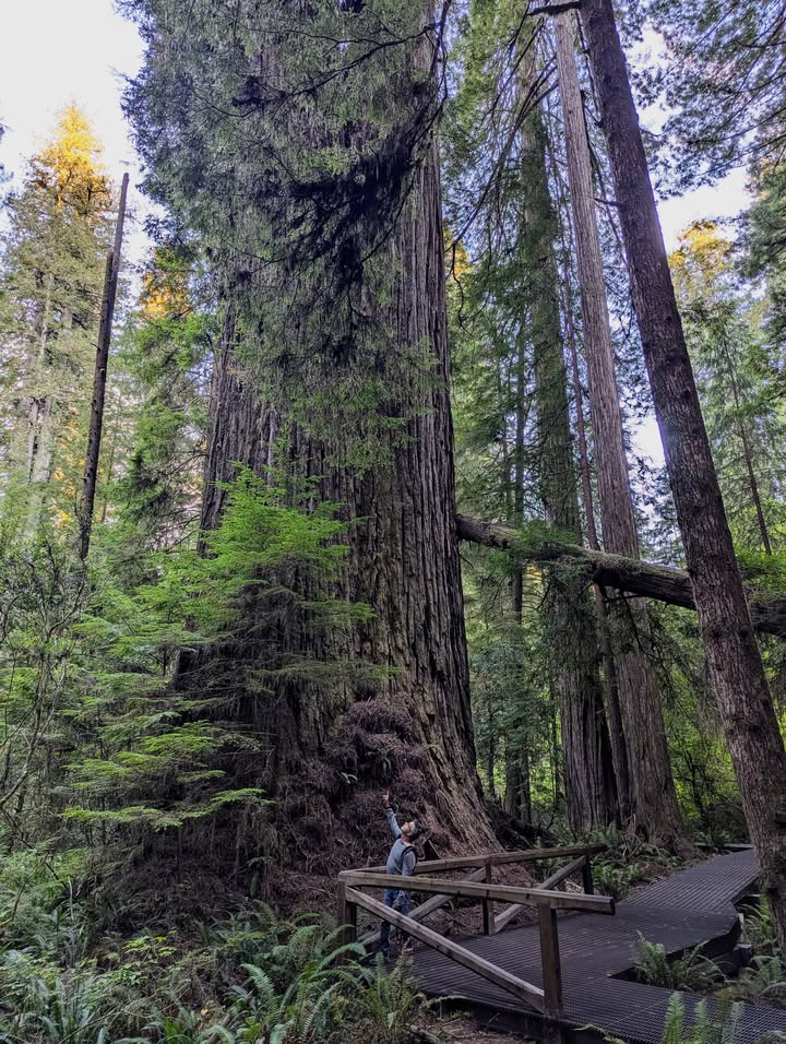 Grove of the Titans Trail