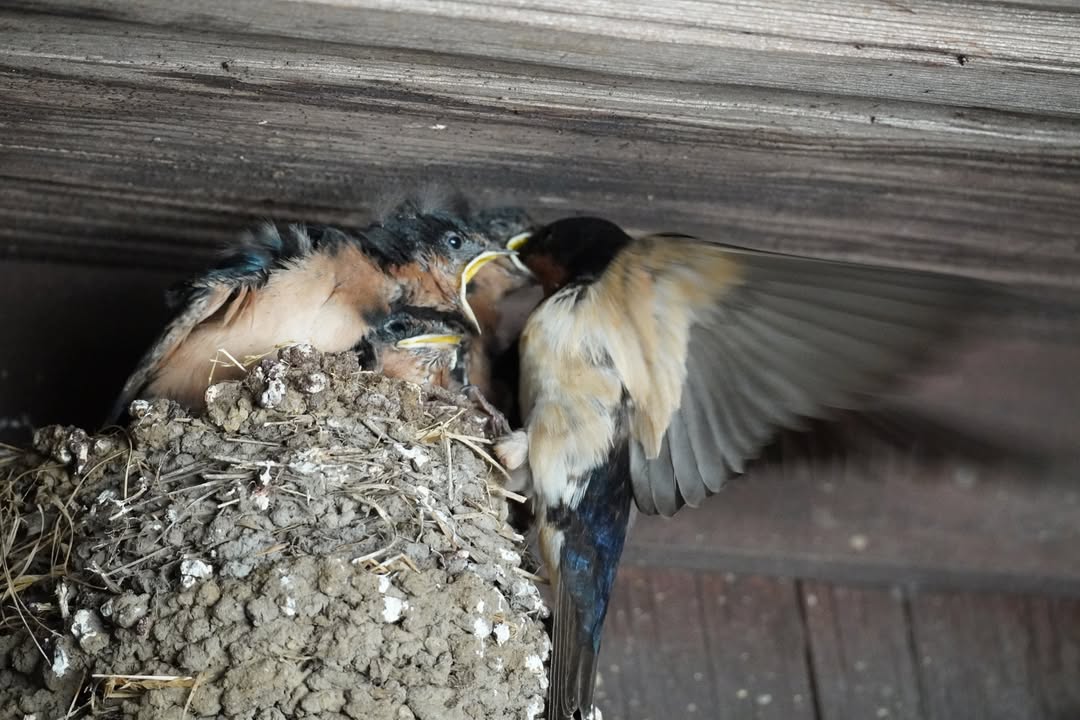 Juvenile Swallows
