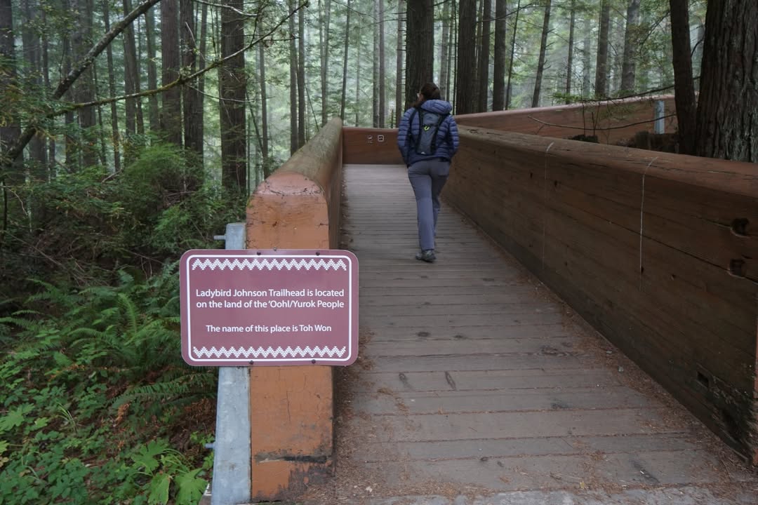 Ladybird Johnson Grove Trail