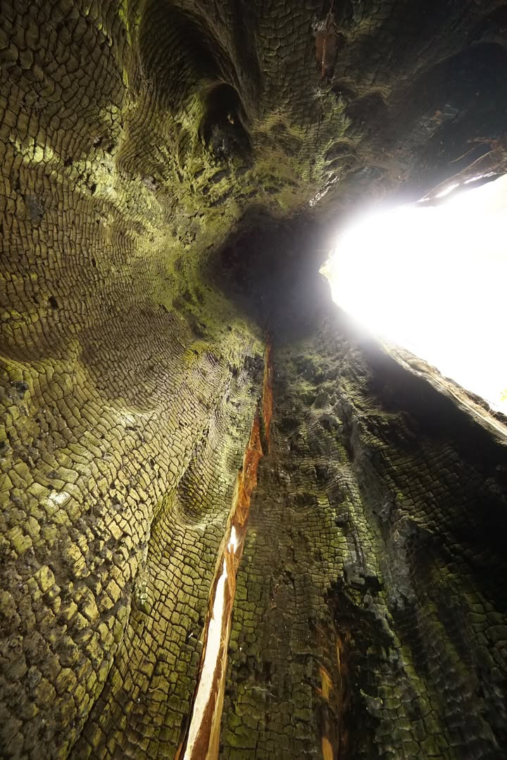 Ladybird Johnson Grove Trail - Inside Tree
