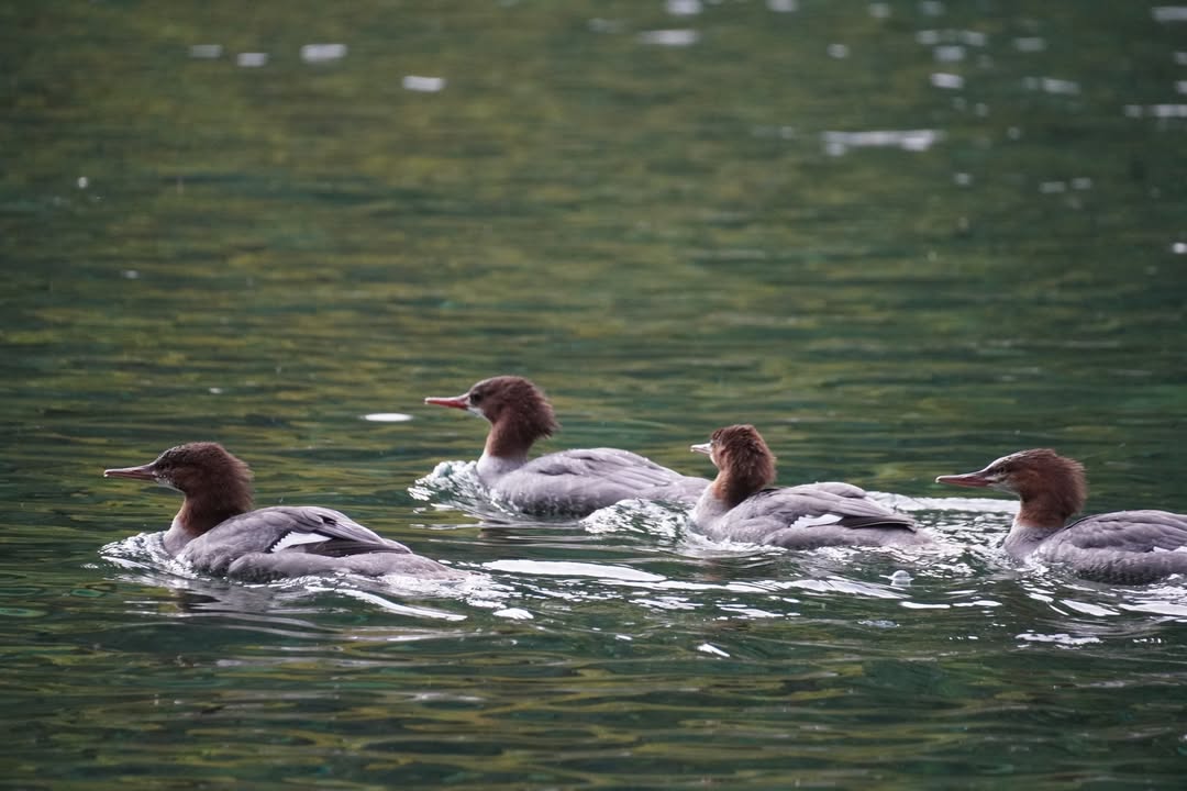 Mergansers on Smith River