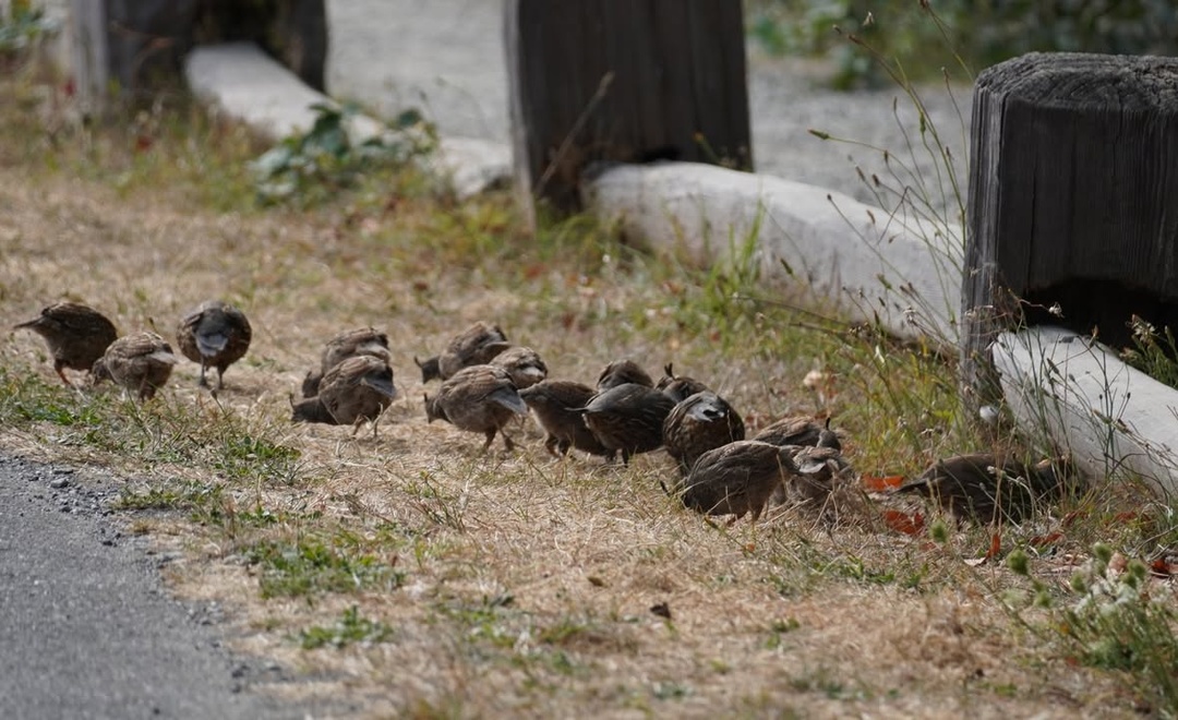Pheasant Family near Prairie Creek Visitor Center