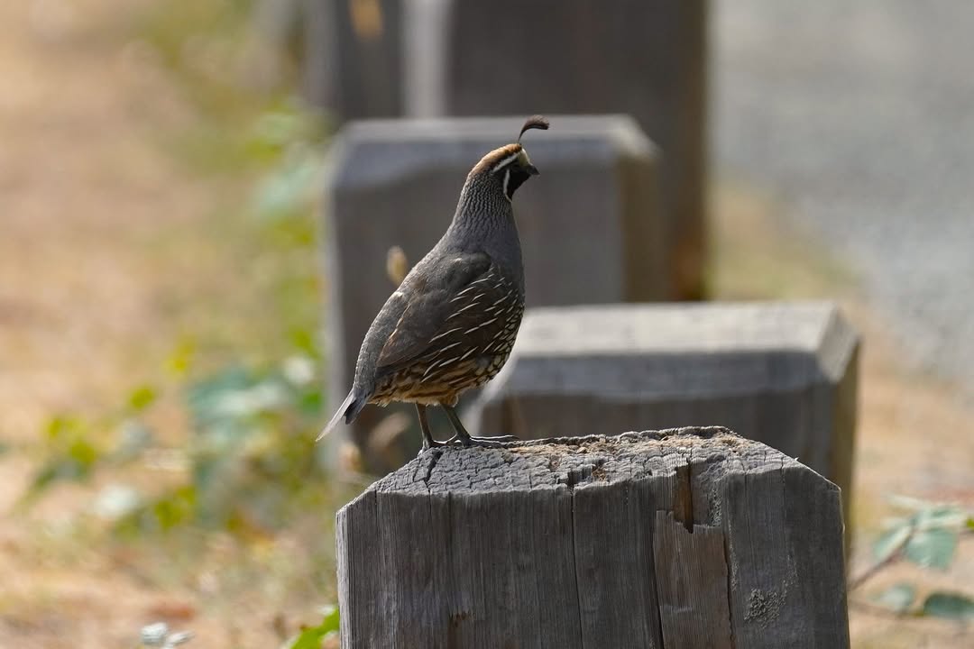 Pheasant near Prairie Creek Visitor Center