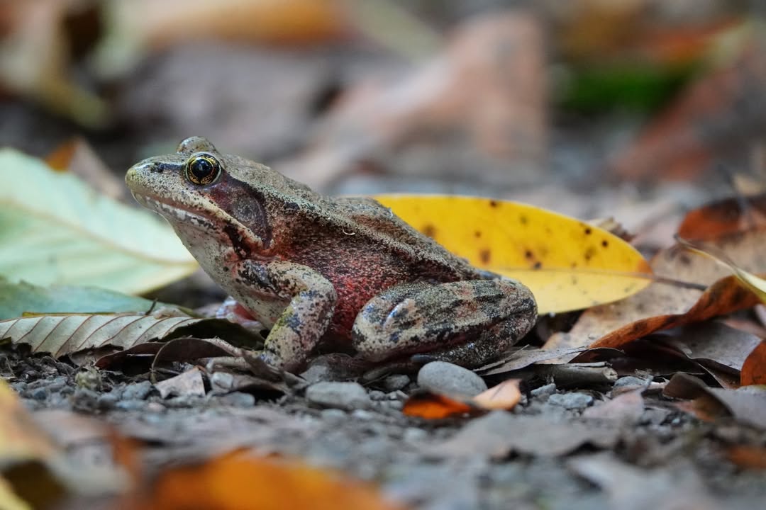Red-legged Frog at Prairie Creek Campsite